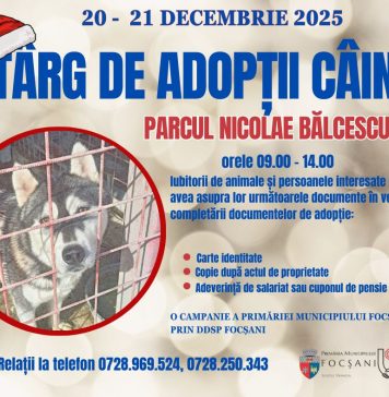 De Crăciun, adoptă un câine fără stăpân!