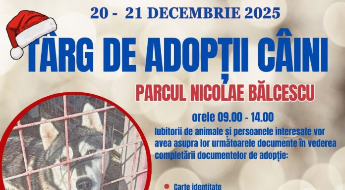 De Crăciun, adoptă un câine fără stăpân!