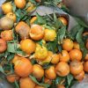 clementine stricate