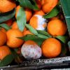 clementine stricate (2)