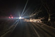 ULTIMA ORĂ Trafic blocat între Domnești și Păunești din cauza unui copac doborât de vânt