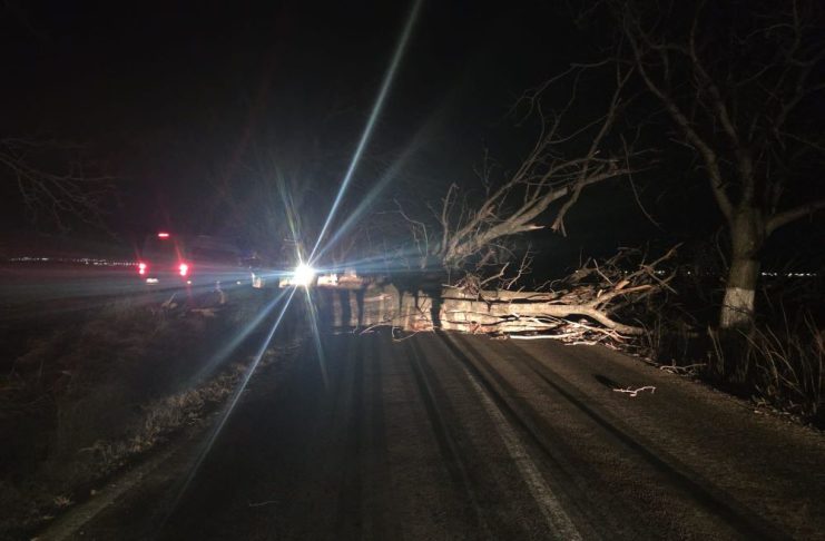 ULTIMA ORĂ Trafic blocat între Domnești și Păunești din cauza unui copac doborât de vânt