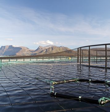 Românii, așteptați să lucreze la fermele de somon din Norvegia – salarii de peste 3000 de euro