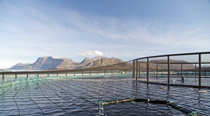 Românii, așteptați să lucreze la fermele de somon din Norvegia – salarii de peste 3000 de euro