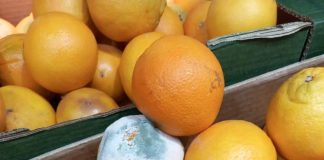 FOTO Ce au mai găsit comisarii de la Protecția Consumatorilor: produse stricate, jucării cu deficiențe, echipamente ruginite