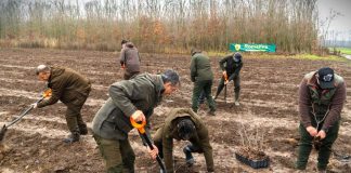 Romsilva va planta aproximativ 2,8 milioane de puieți forestieri în campania de împăduriri de toamnă
