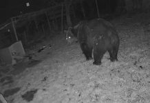 VIDEO Un urs uriaș a intrat într-o gospodărie din Jitia