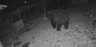 VIDEO Un urs uriaș a intrat într-o gospodărie din Jitia