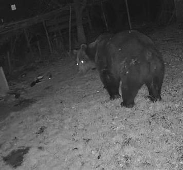 VIDEO Un urs uriaș a intrat într-o gospodărie din Jitia