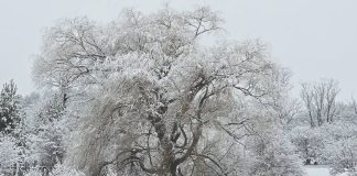 Meteo: vântul își face de cap în următoarele zile