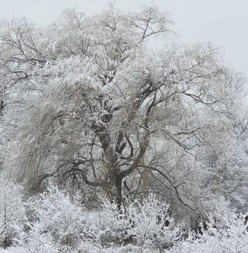 Meteo: vântul își face de cap în următoarele zile