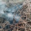 incendiu vegetatie