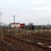 incendiu viticultura 1