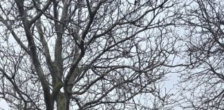 FOTO Prima intervenție a comisarilor de mediu din Vrancea a fost la un incendiu de resturi vegetale