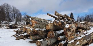 Garda Forestieră Focșani, în luna decembrie: controale specifice, amenzi, confiscări