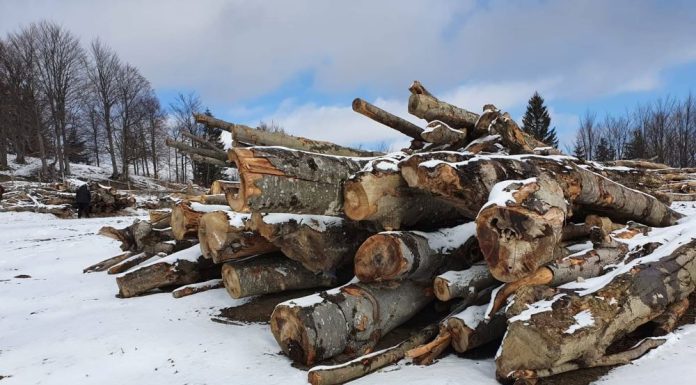 Garda Forestieră Focșani, în luna decembrie: controale specifice, amenzi, confiscări