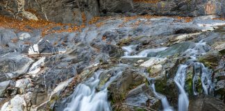 Cursurile de apă din Parcul Natural Putna Vrancea vor fi populate cu păstrăv și în acest an