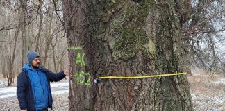 FOTO Bogăția naturii: 3 plopi uriași din Lunca Siretului pot deveni arbori protejați prin lege