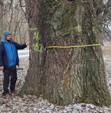 FOTO Bogăția naturii: 3 plopi uriași din Lunca Siretului pot deveni arbori protejați prin lege