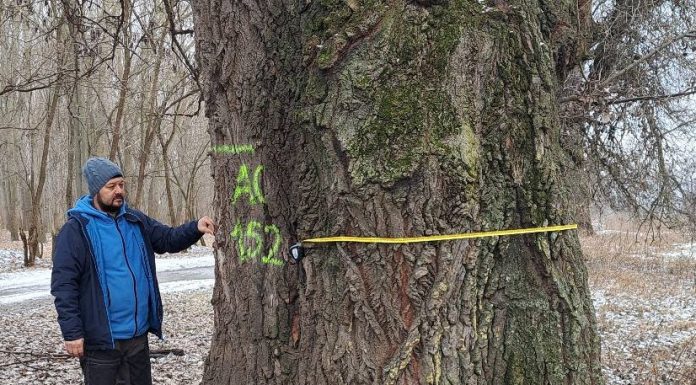 FOTO Bogăția naturii: 3 plopi uriași din Lunca Siretului pot deveni arbori protejați prin lege