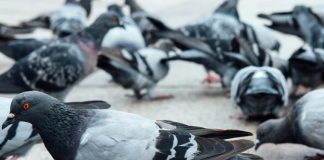 Dosar penal pe numele unui focșănean care s-a filmat în timp ce omora porumbei