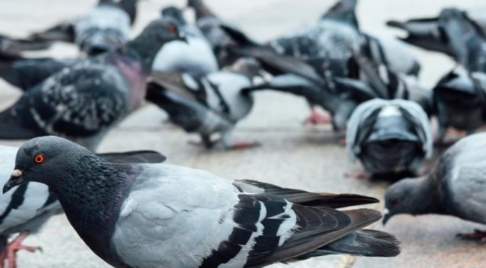 Dosar penal pe numele unui focșănean care s-a filmat în timp ce omora porumbei