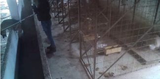 ULTIMA ORĂ VIDEO DSVSA Vrancea a închis ”lagărul” de câini de la Suraia