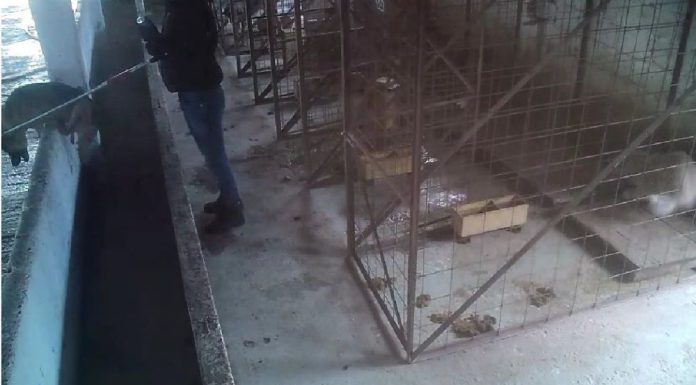 ULTIMA ORĂ VIDEO DSVSA Vrancea a închis ”lagărul” de câini de la Suraia