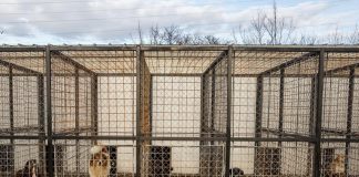 Cazul padocului privat din Suraia pune autoritățile la treabă. ANSVSA inițiază discuții pentru o strategie integrată privind gestionarea câinilor fără stăpân