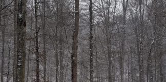 Meteo: vreme de iarnă, în general, până la sfârșitul lunii februarie