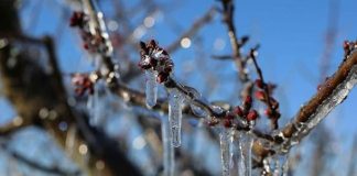 Sprijin de urgență pentru pomicultorii afectați de fenomene climatice extreme