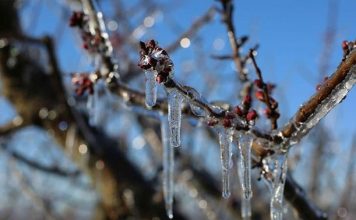 Sprijin de urgență pentru pomicultorii afectați de fenomene climatice extreme