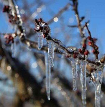 Sprijin de urgență pentru pomicultorii afectați de fenomene climatice extreme