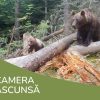 Video Thumbnail: Povestea unui buștean II