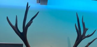 FOTO Nou record național la cerb, recoltat în Vrancea