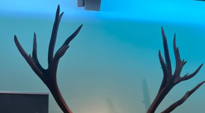 FOTO Nou record național la cerb, recoltat în Vrancea