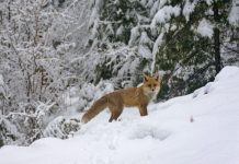 Proiect în Parcul Natural Putna Vrancea: observator mobil de prezentare virtuală a faunei, bazat pe materiale video realizate direct în teren