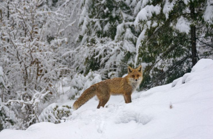 Proiect în Parcul Natural Putna Vrancea: observator mobil de prezentare virtuală a faunei, bazat pe materiale video realizate direct în teren