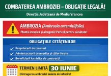 Direcția de Mediu: Atenție la ambrozie! / Se pot da amenzi