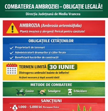 Direcția de Mediu: Atenție la ambrozie! / Se pot da amenzi