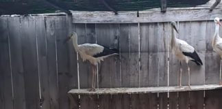 Au petrecut iarna la adăpost și se pregătesc să-și ia zborul