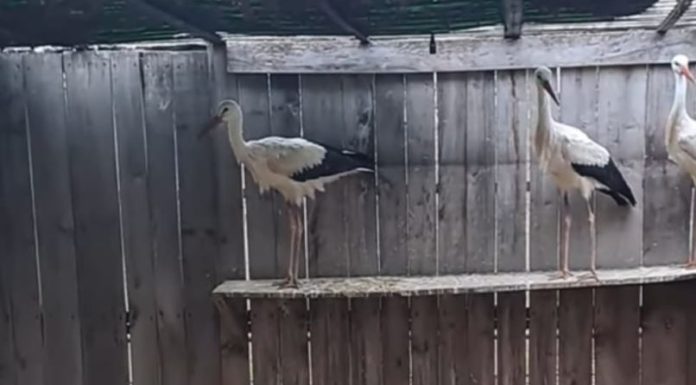 Au petrecut iarna la adăpost și se pregătesc să-și ia zborul