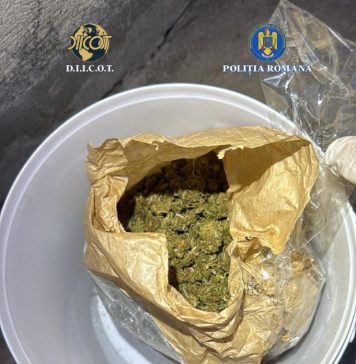 FOTO Și-a plantat canabis în curte și s-a apucat de comerț