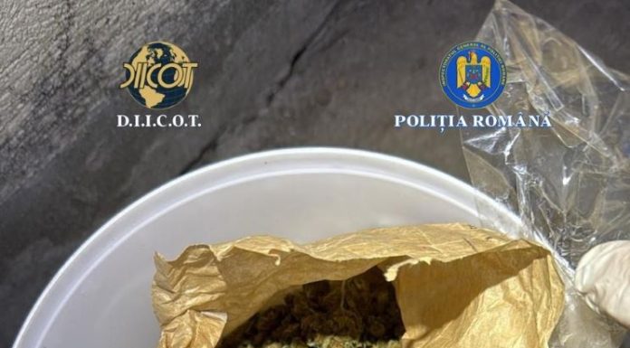 FOTO Și-a plantat canabis în curte și s-a apucat de comerț