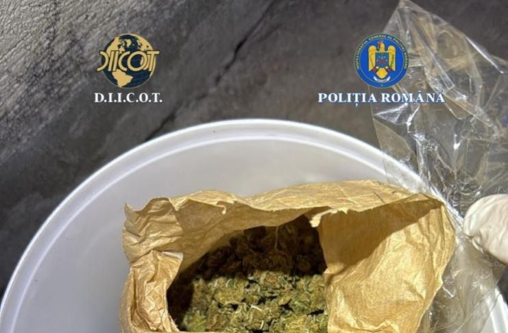 FOTO Și-a plantat canabis în curte și s-a apucat de comerț