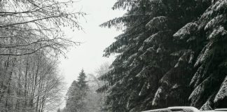 Garda Forestieră Focșani în 2025: peste 700 controale, 3000 mc material lemnos confiscat, amenzi de peste 1 milion lei