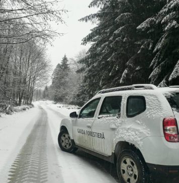 Garda Forestieră Focșani în 2025: peste 700 controale, 3000 mc material lemnos confiscat, amenzi de peste 1 milion lei