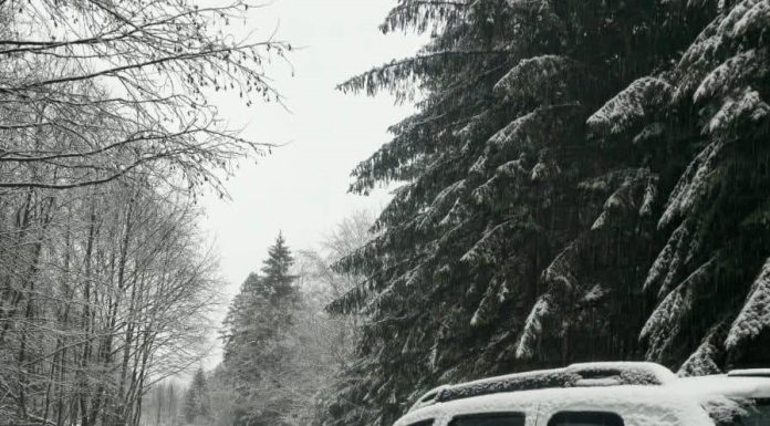 Garda Forestieră Focșani în 2025: peste 700 controale, 3000 mc material lemnos confiscat, amenzi de peste 1 milion lei