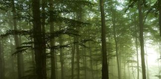 Ce spune Poliția despre cazul bărbatului mort în pădure