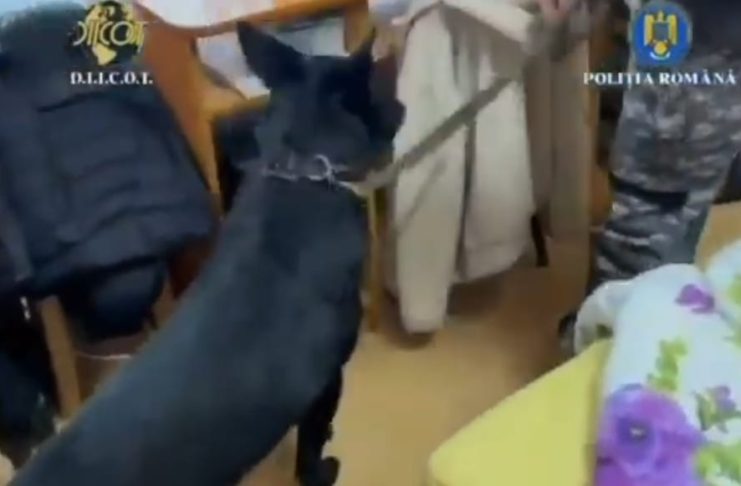 Distribuitori de substanțe substanțe psihoactive, prinși în flagrant delict